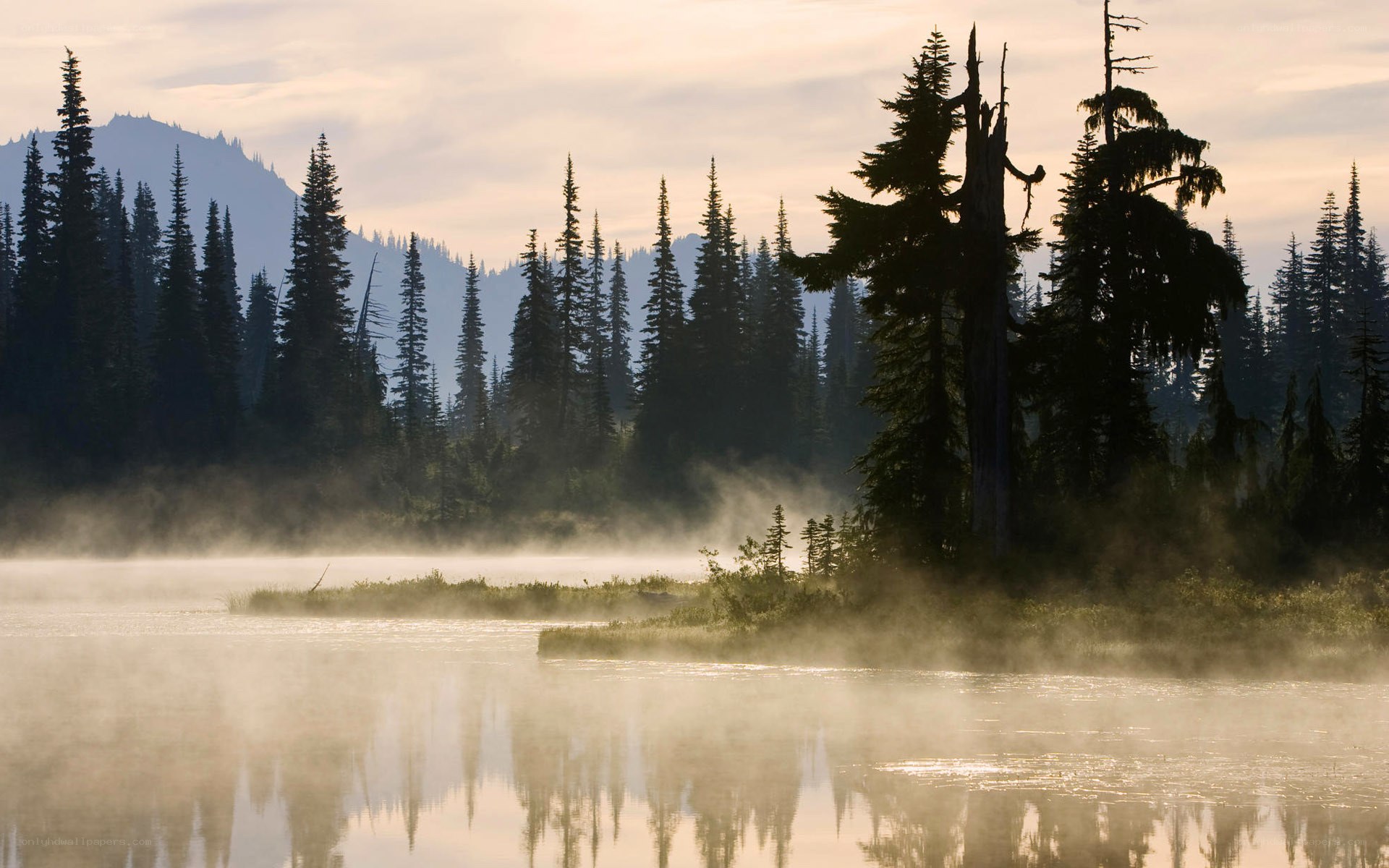 Misty lake at dawn with forest
