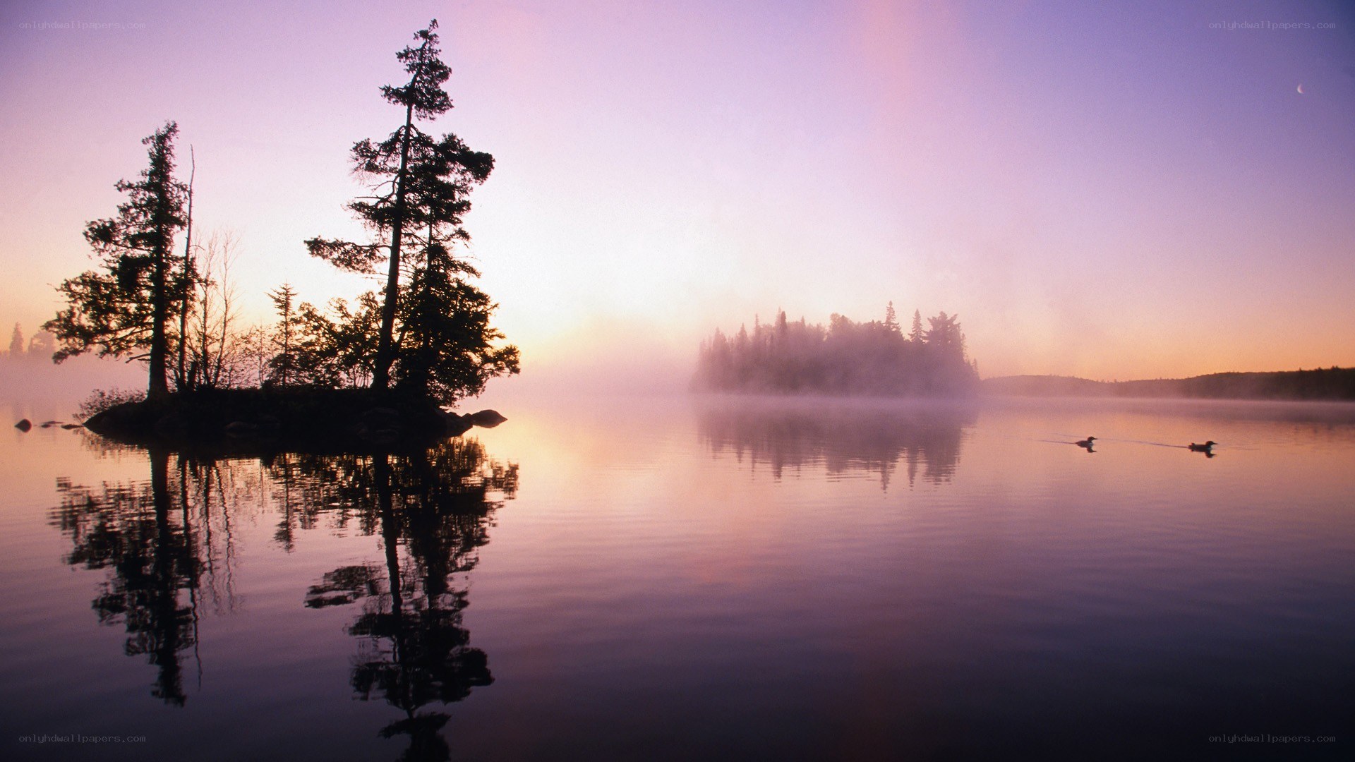 Misty lake at dawn with loons