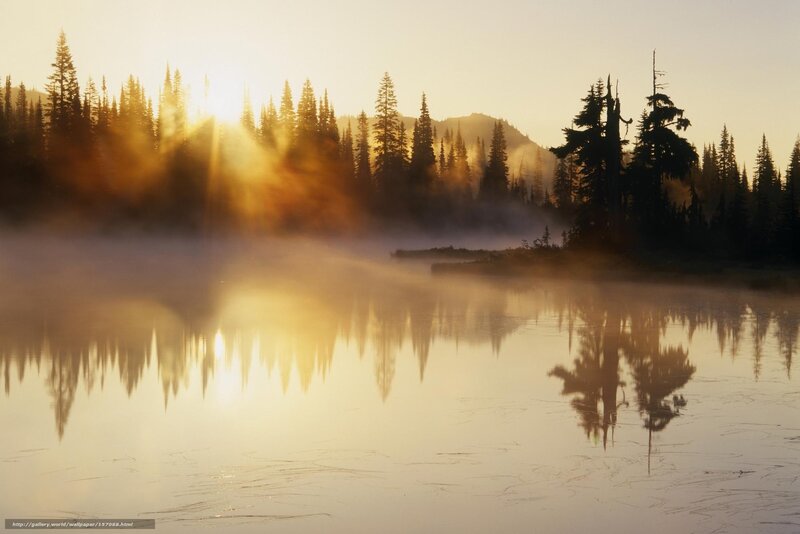 Misty Lake at Sunrise — Gold, Serene, Photograph, Trees