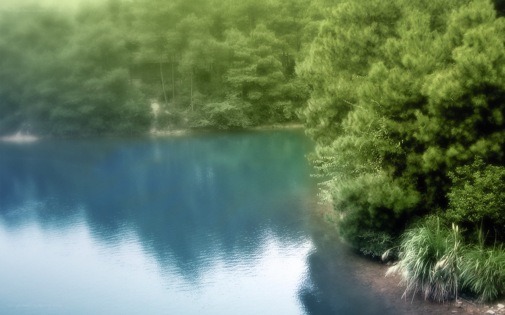misty lake in forest