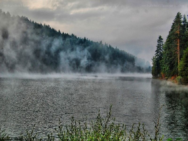 Misty lake in forest