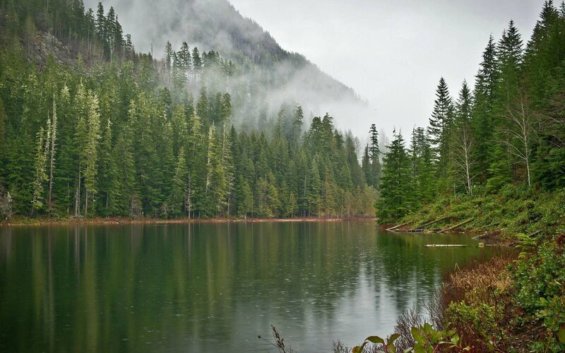 Misty Lake in Forest — Green, Serene, Morning, Photograph