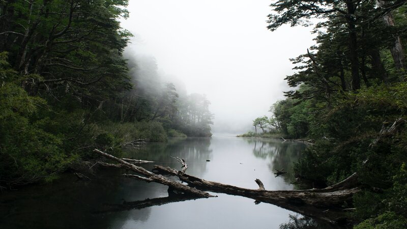 Misty Lake in Forest — Green, Serene, Morning, Photograph, Trees, Fallen Log