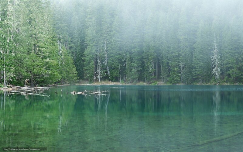 Misty lake in forest