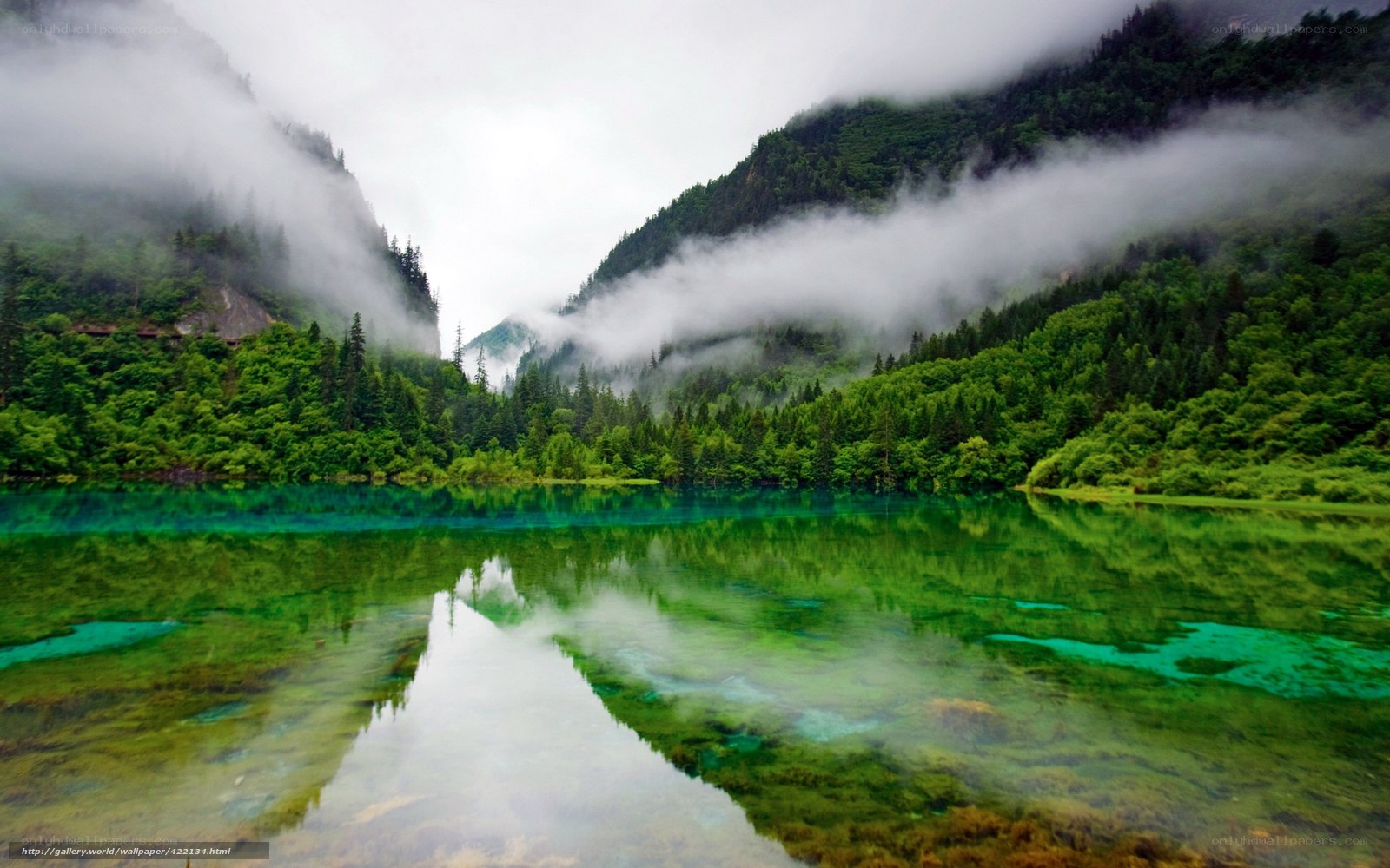 Misty lake in forest valley