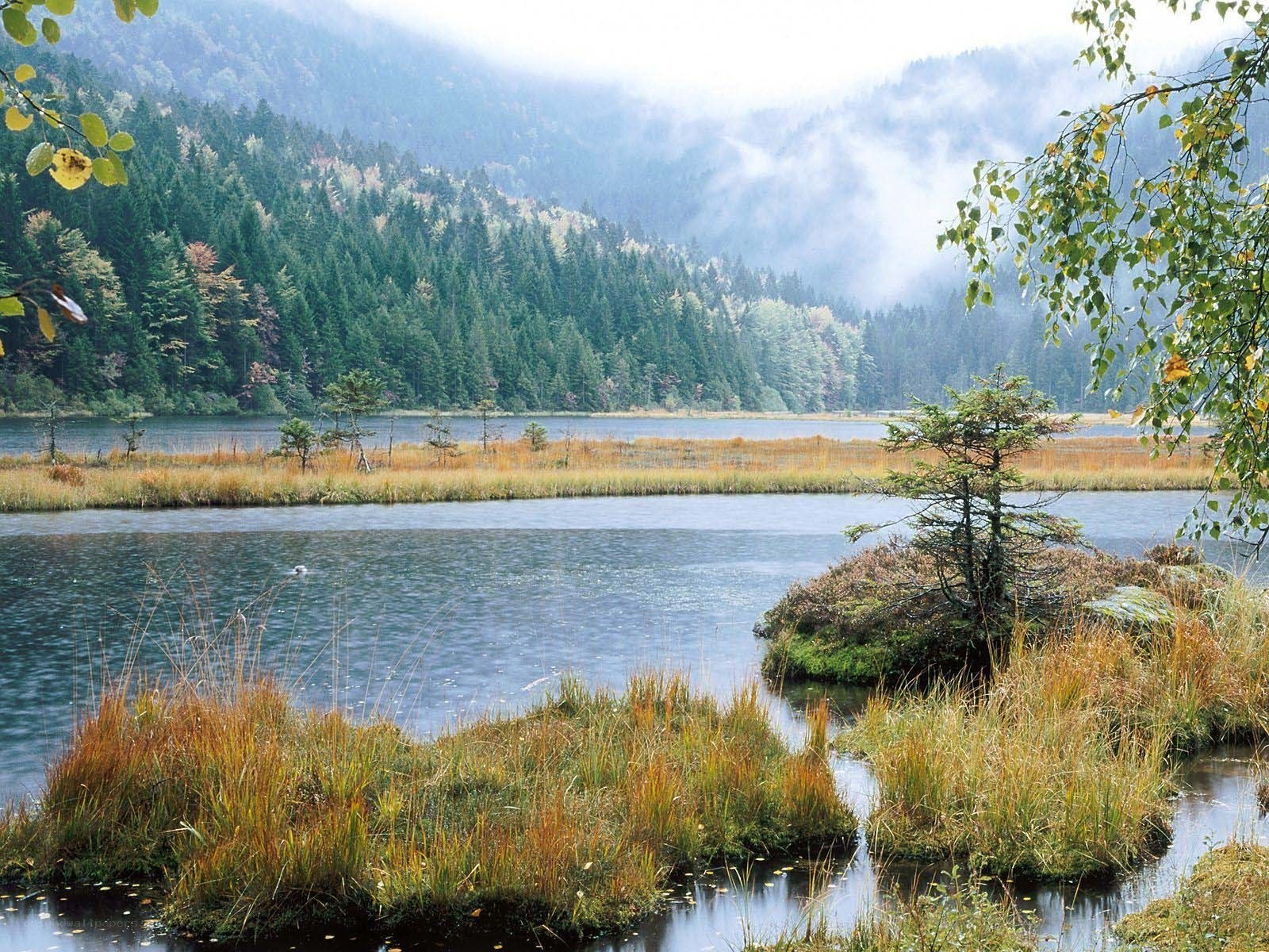 Misty lake in forested mountains