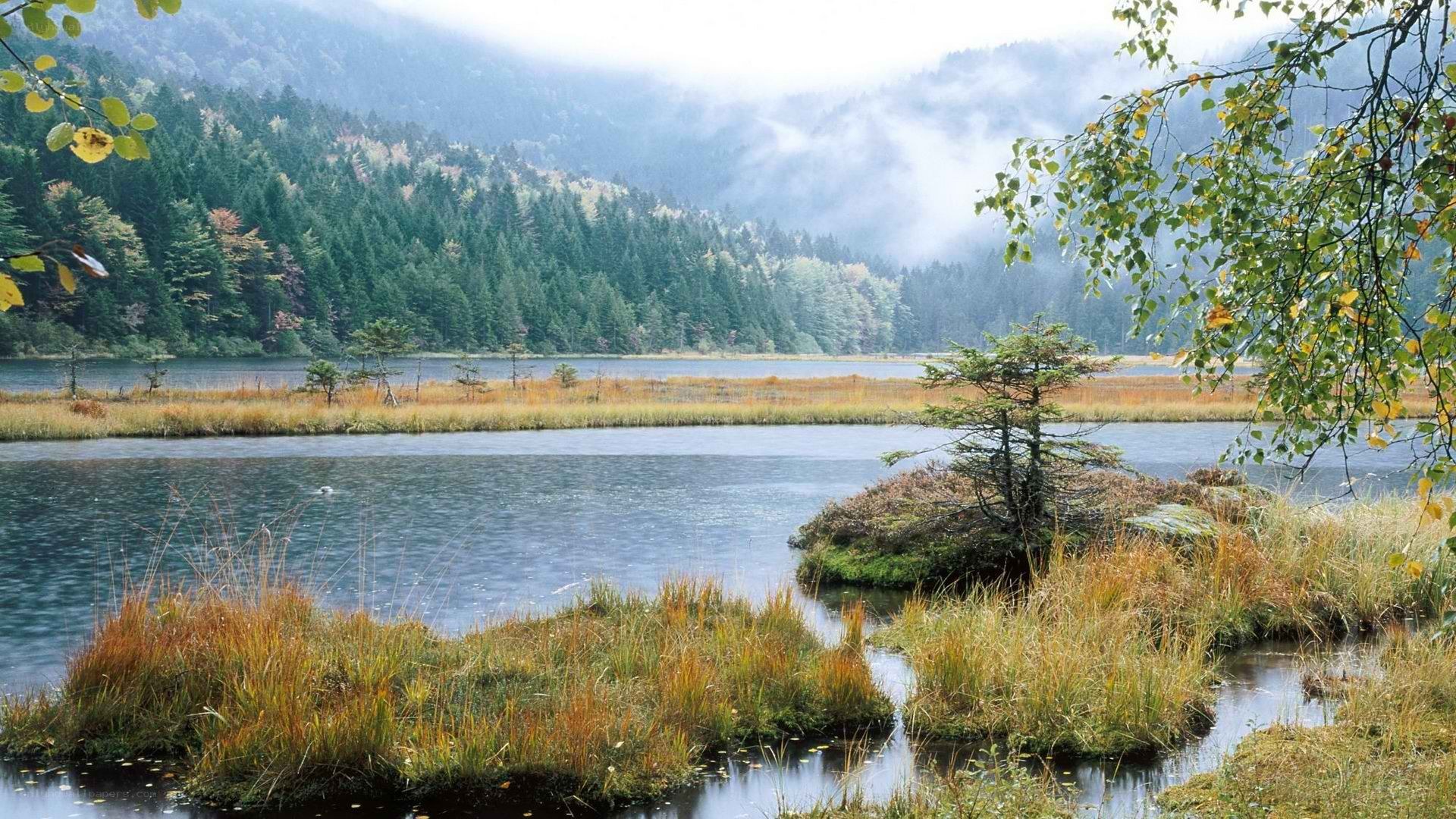 Misty lake in forested mountains