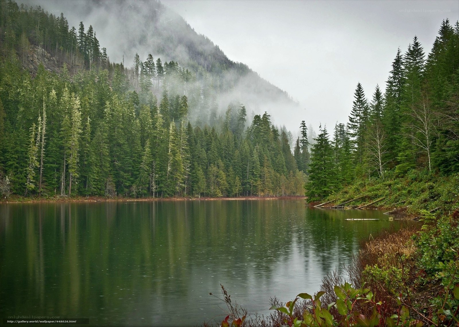 Misty lake in forested mountains