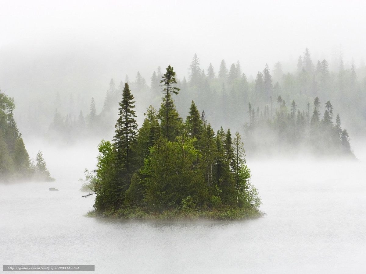 Misty lake island with evergreens