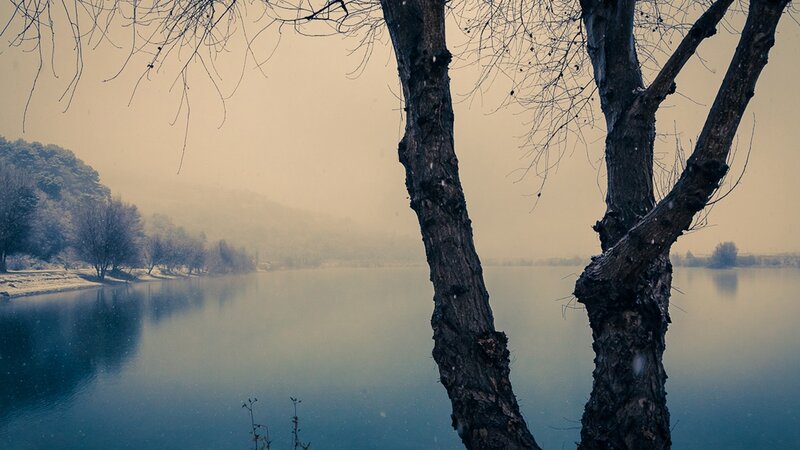 Misty lake with bare trees