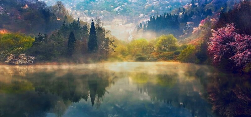 Misty Lake with Cherry Blossoms
