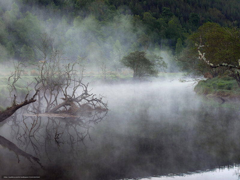 Misty Lake with Dead Trees — Green
