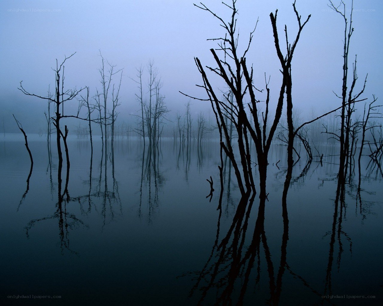 Misty lake with dead trees