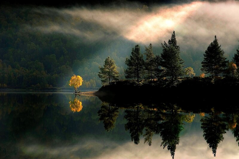 Misty lake with golden tree