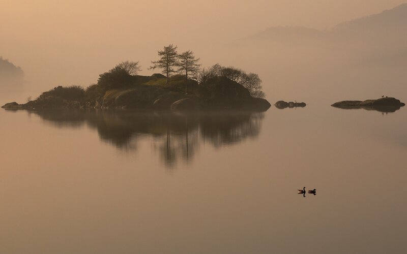 Misty lake with island and ducks
