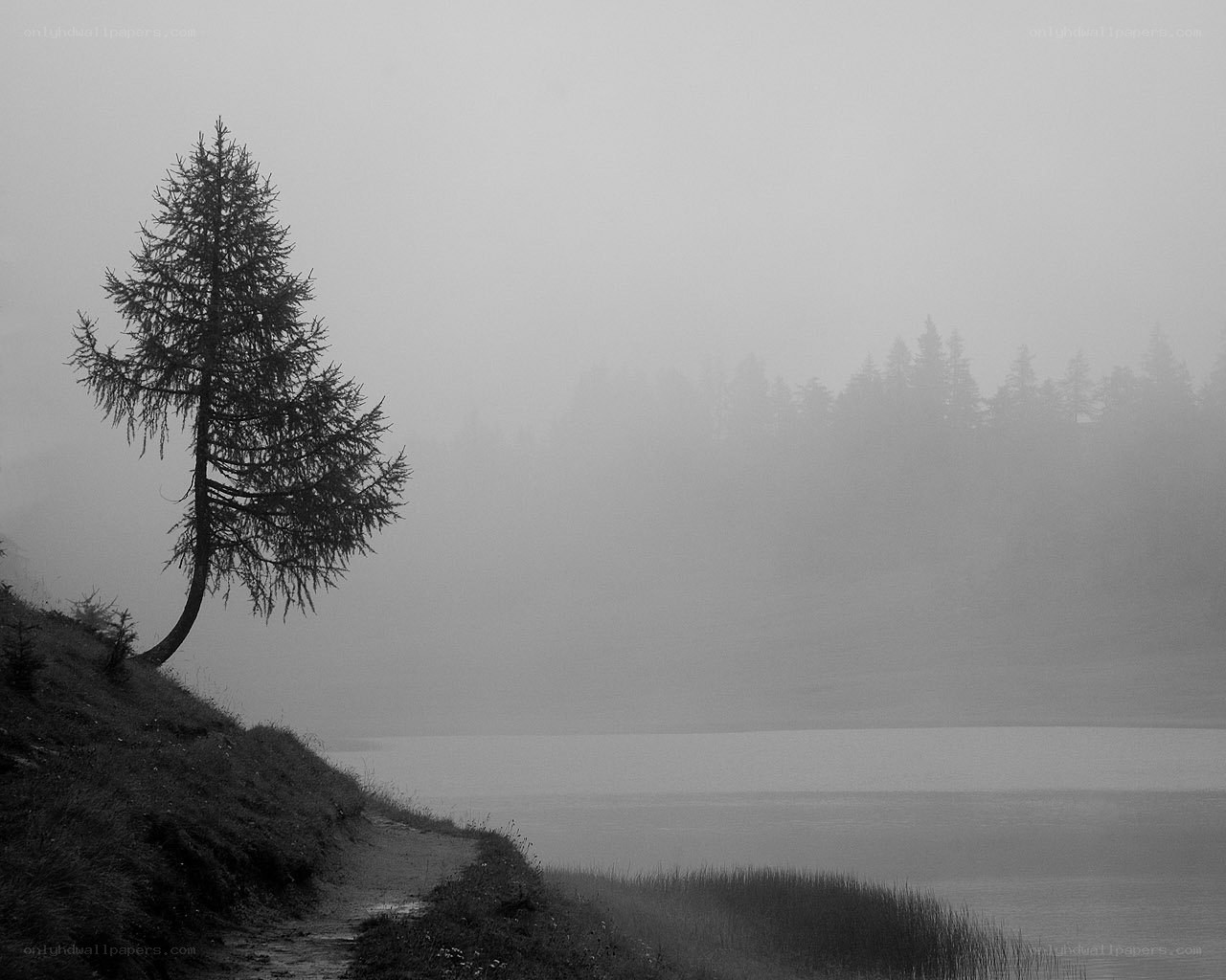 Misty lake with lone tree