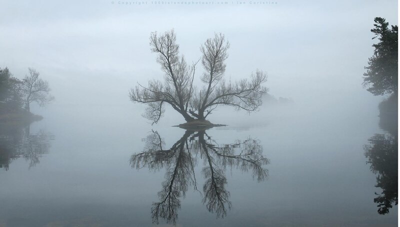 Misty lake with lone tree
