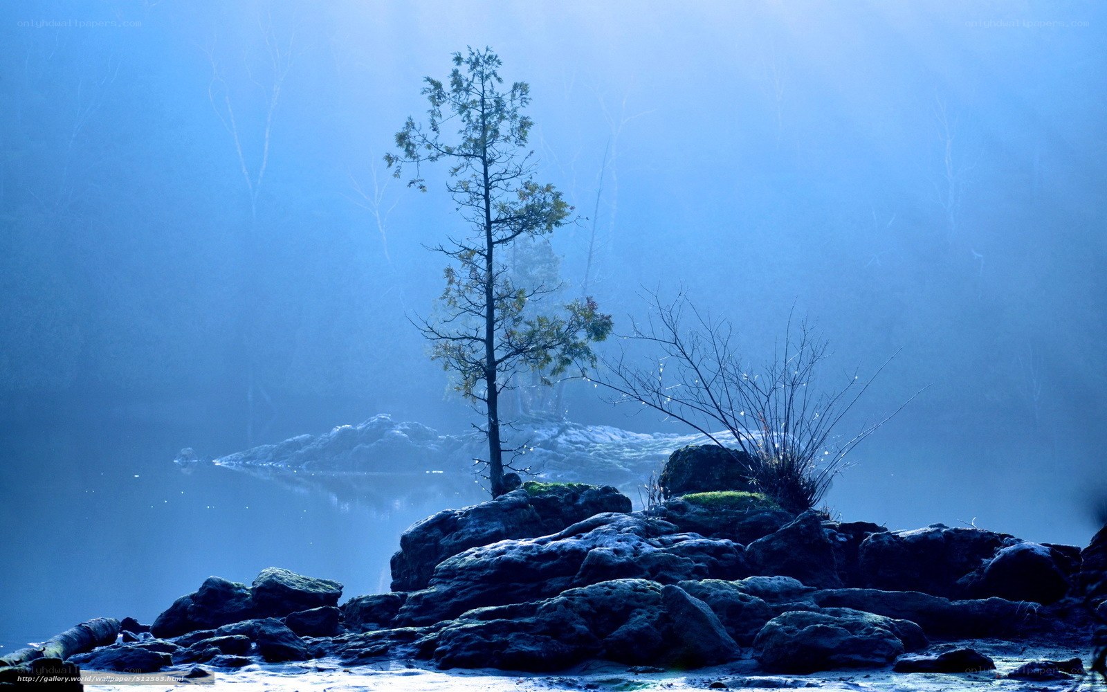 Misty lake with lone tree