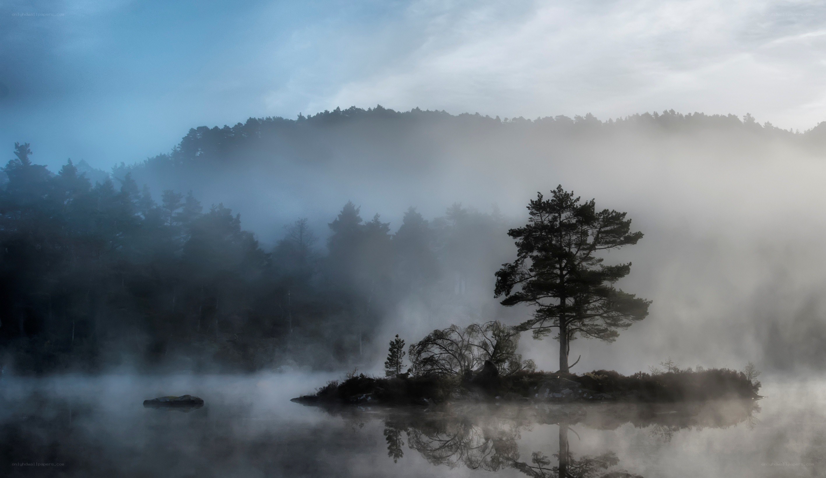 Misty lake with lone tree