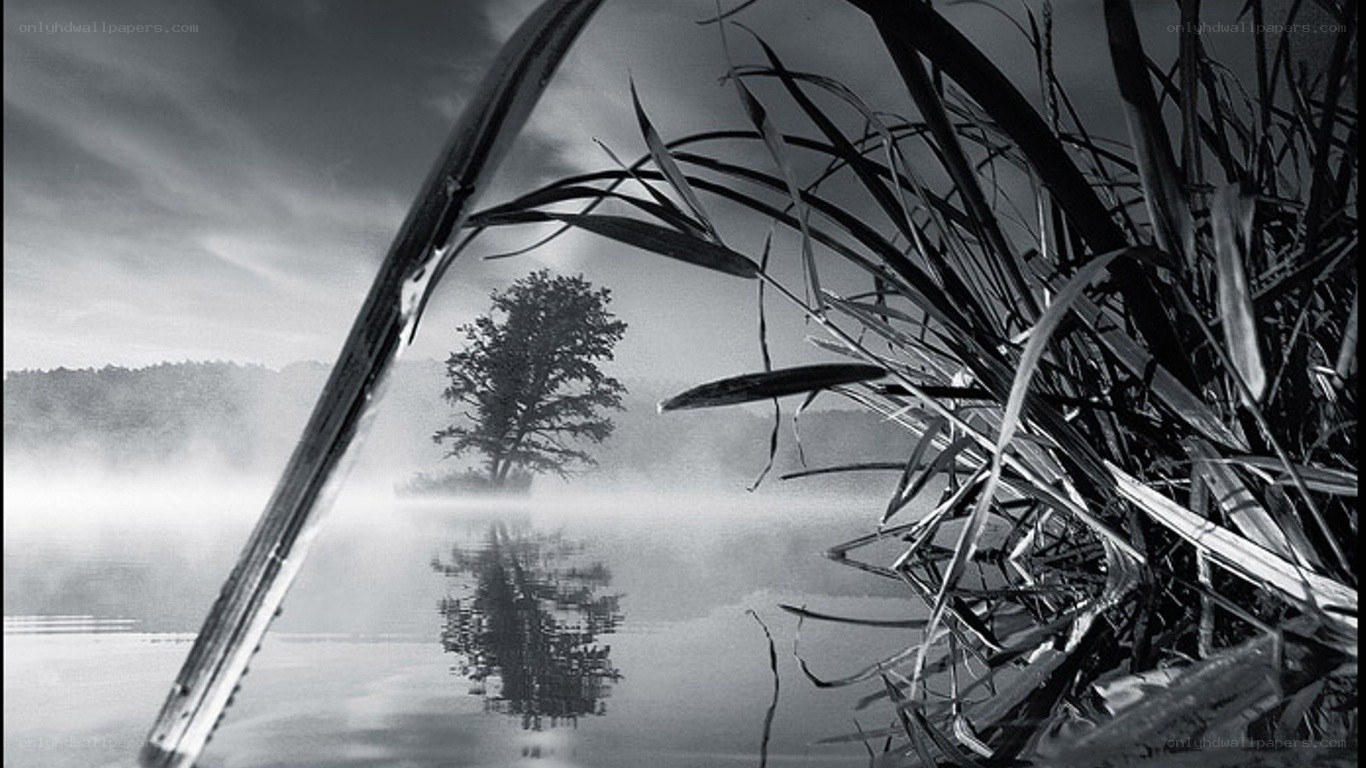 Misty lake with lone tree