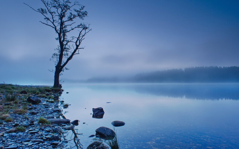 Misty lake with lone tree