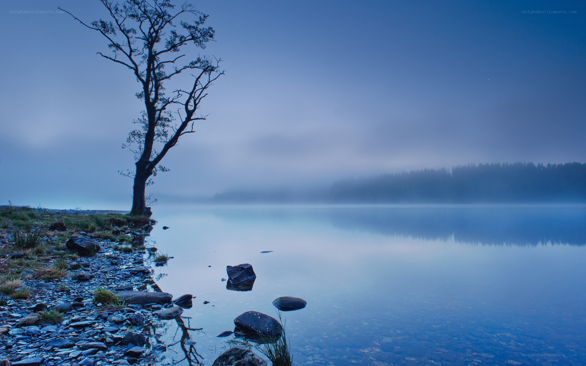 Misty lake with lone tree
