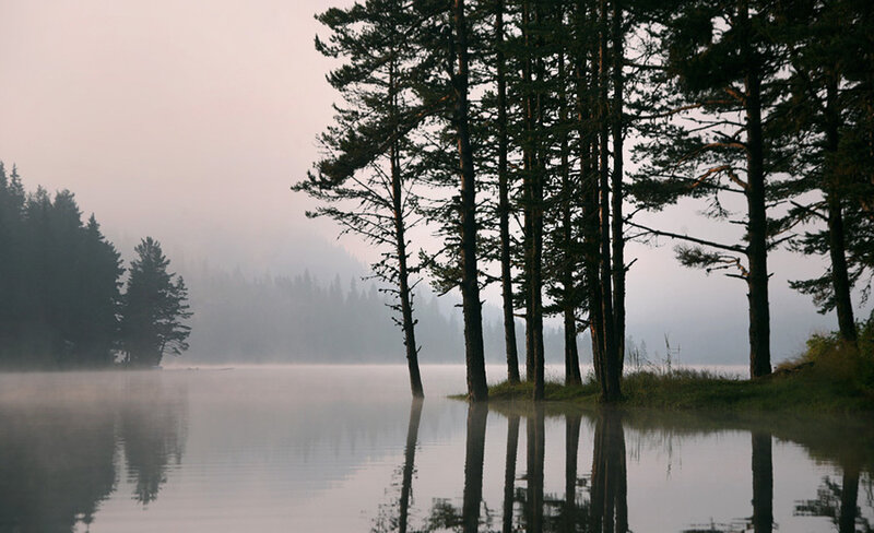 Misty lake with pine trees
