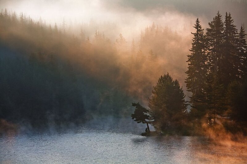 Misty Lake with Pine Trees — Blue