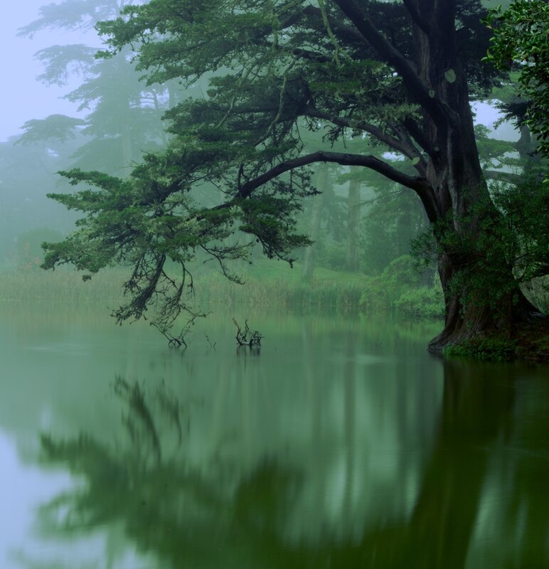 Misty lake with tree reflection