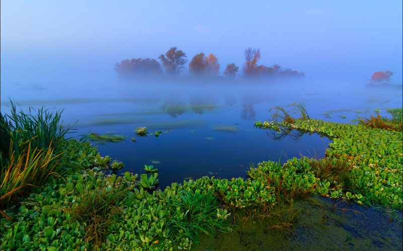 Misty Lake with Vegetation