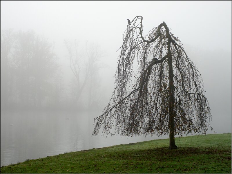Misty lake with weeping willow