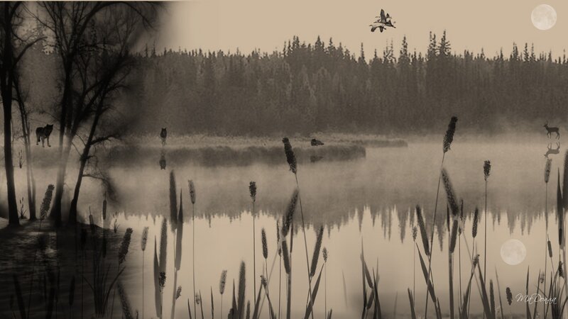 Misty lake with wildlife
