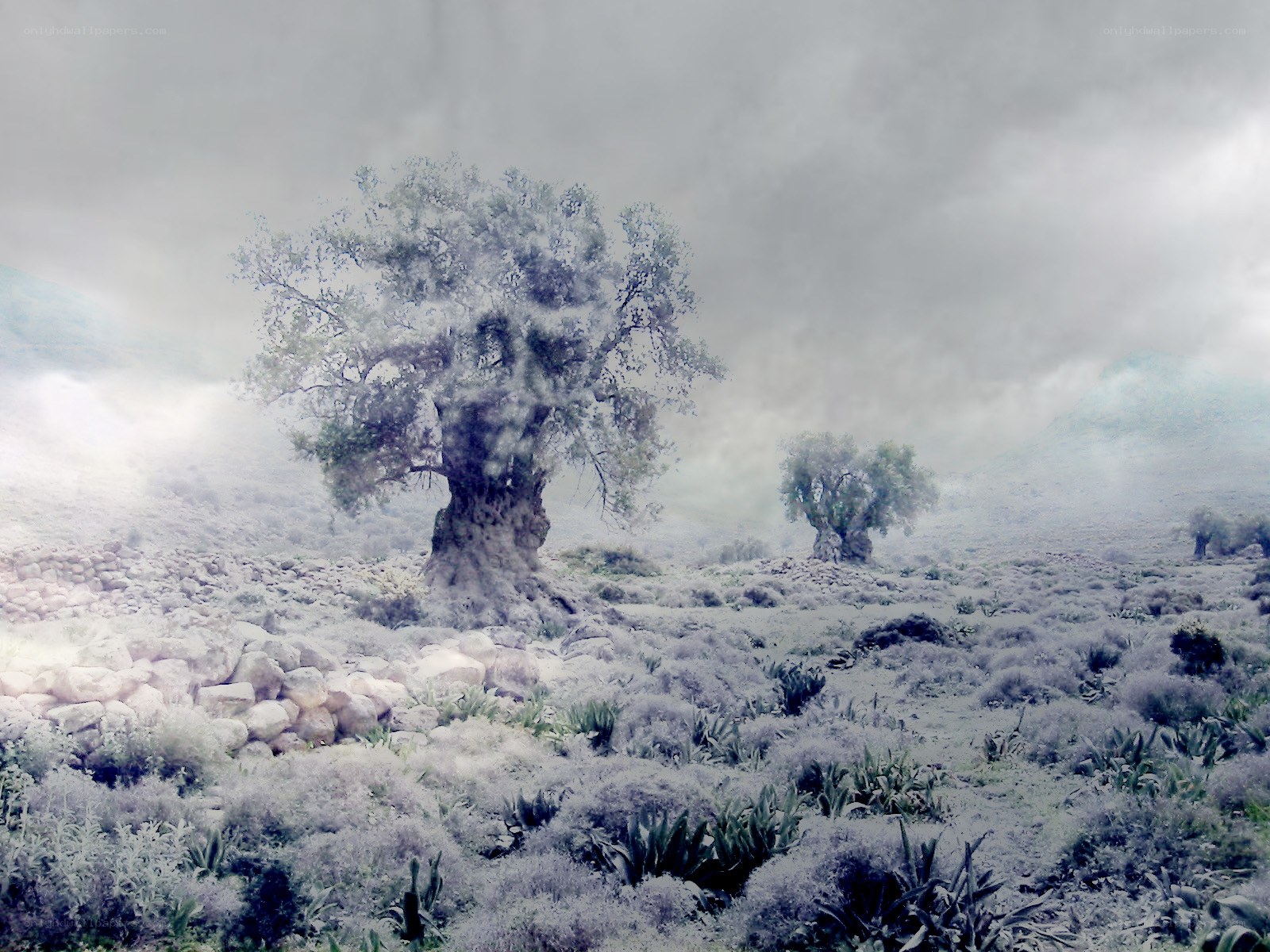 Misty landscape with ancient trees