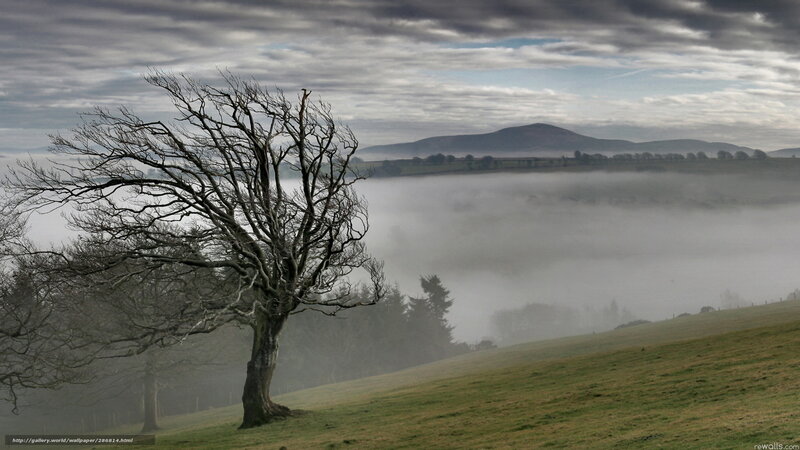 Misty landscape with bare tree