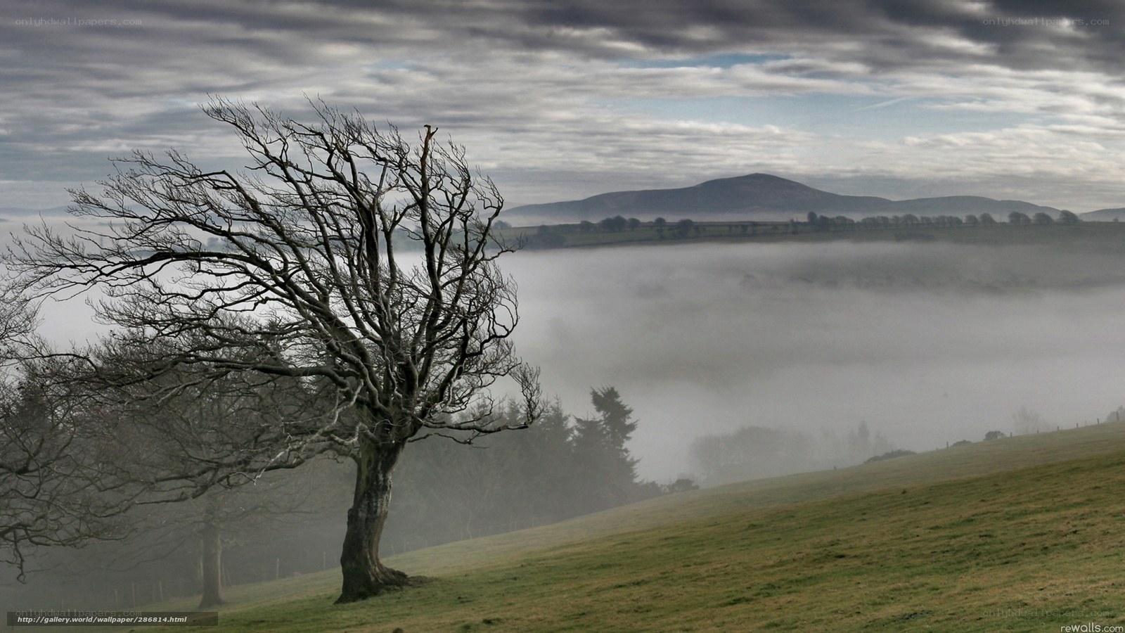 Misty landscape with bare tree