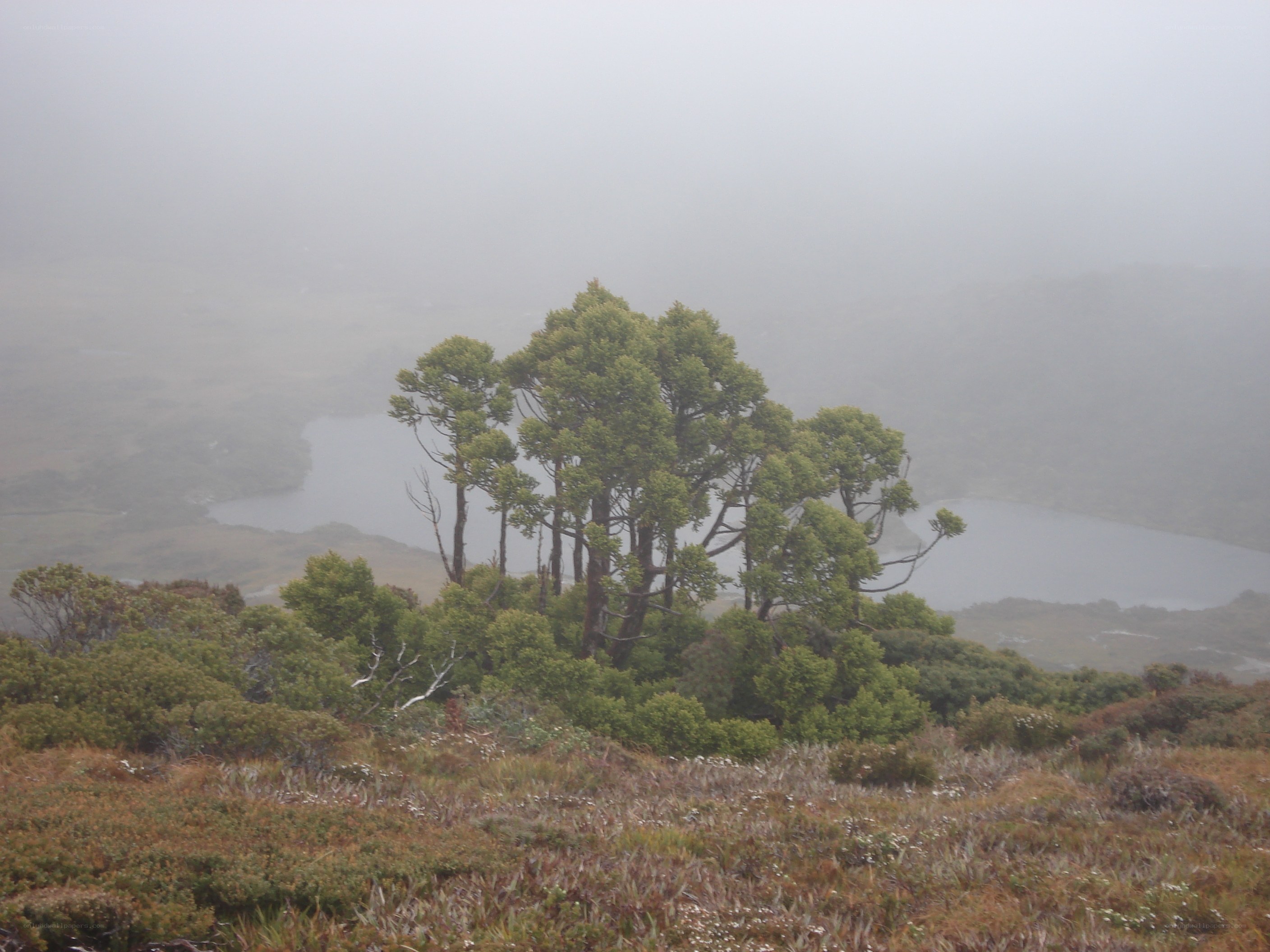 Misty landscape with trees and lake