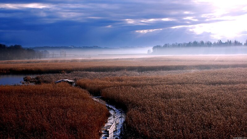 Misty marsh at dawn