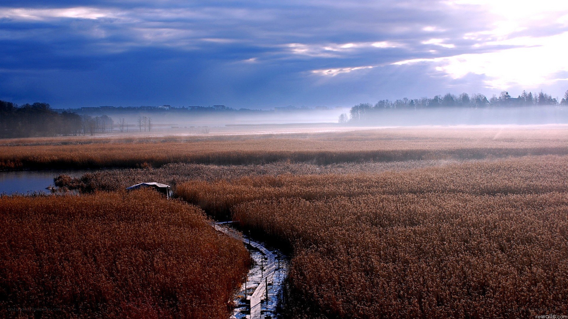 Misty marsh at dawn