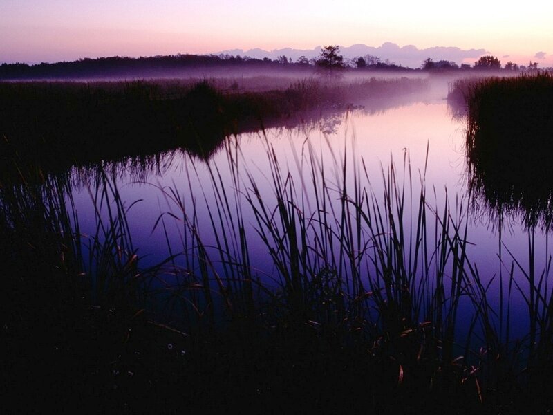 Misty marsh at dawn