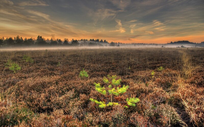 Misty marsh at sunrise
