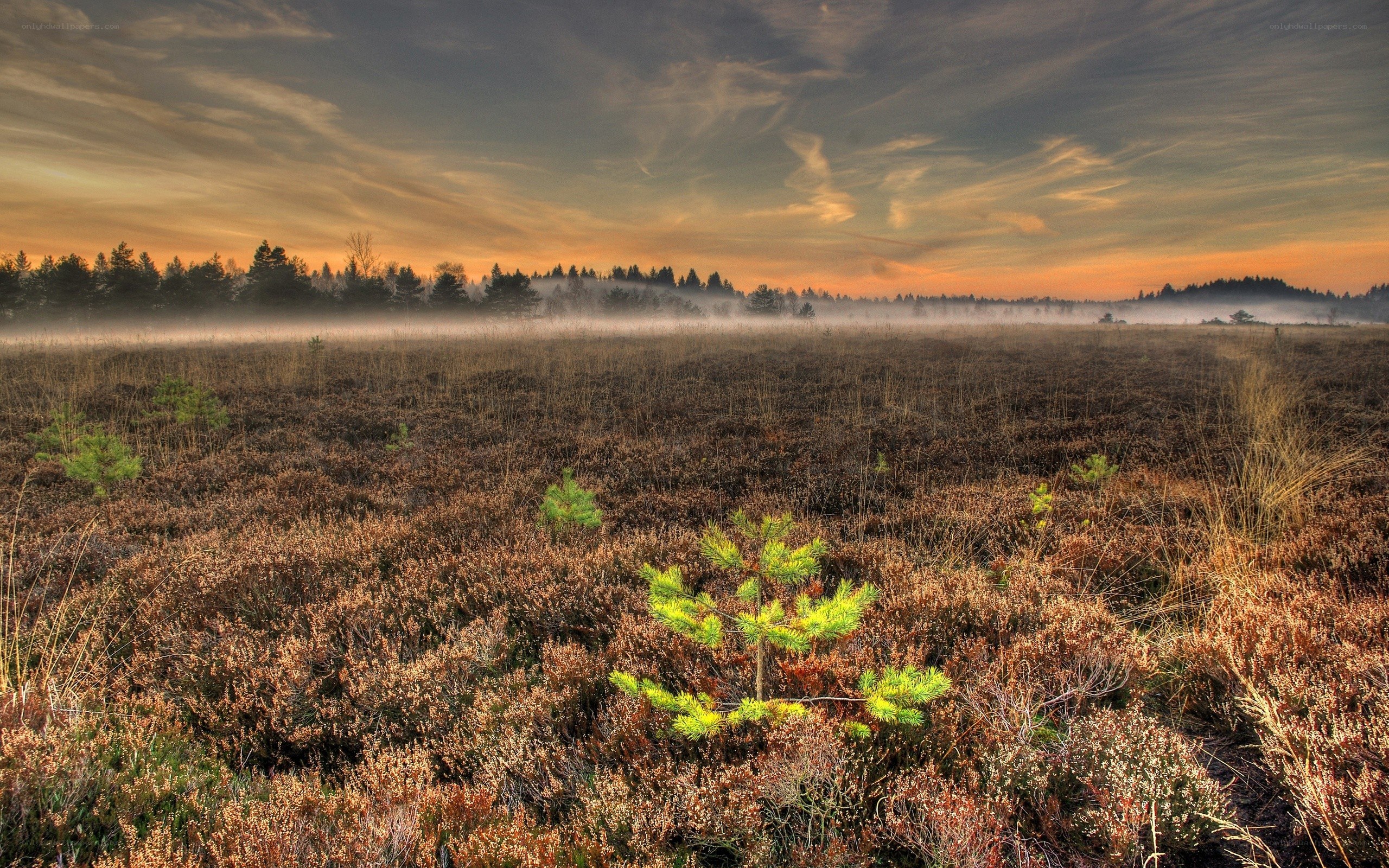 Misty marsh at sunrise