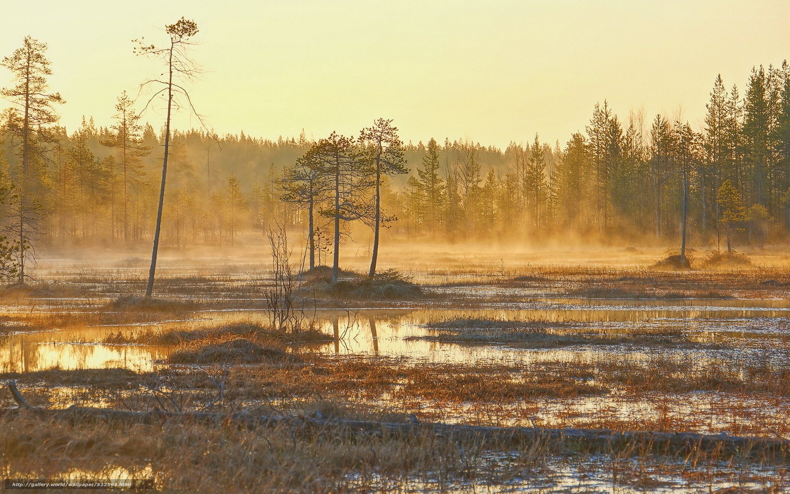 Misty marsh at sunrise