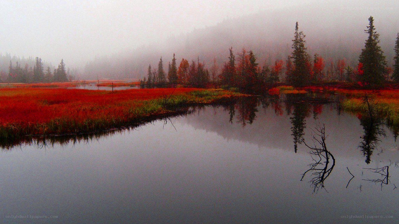 Misty marsh with red foliage