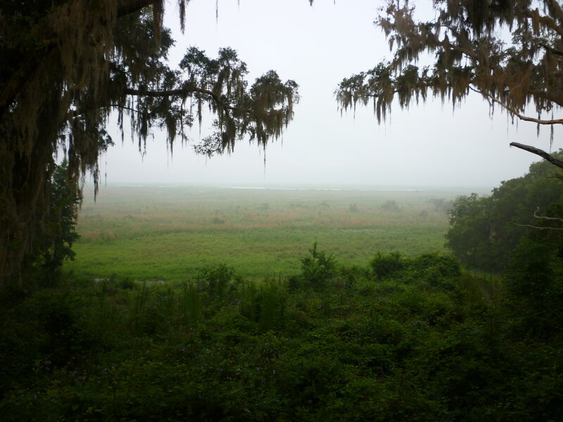 Misty marshland view