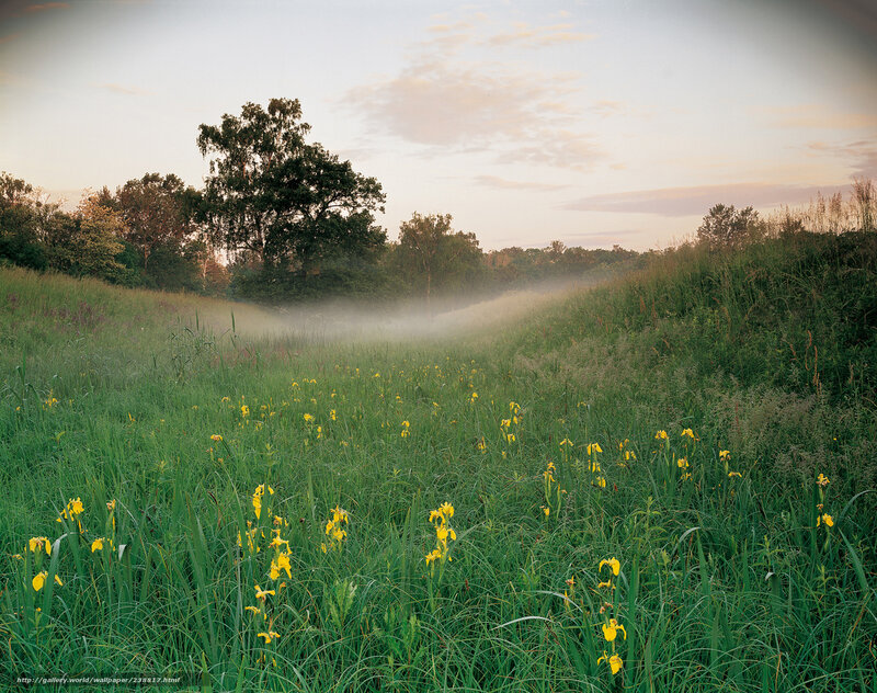 Misty meadow at dawn