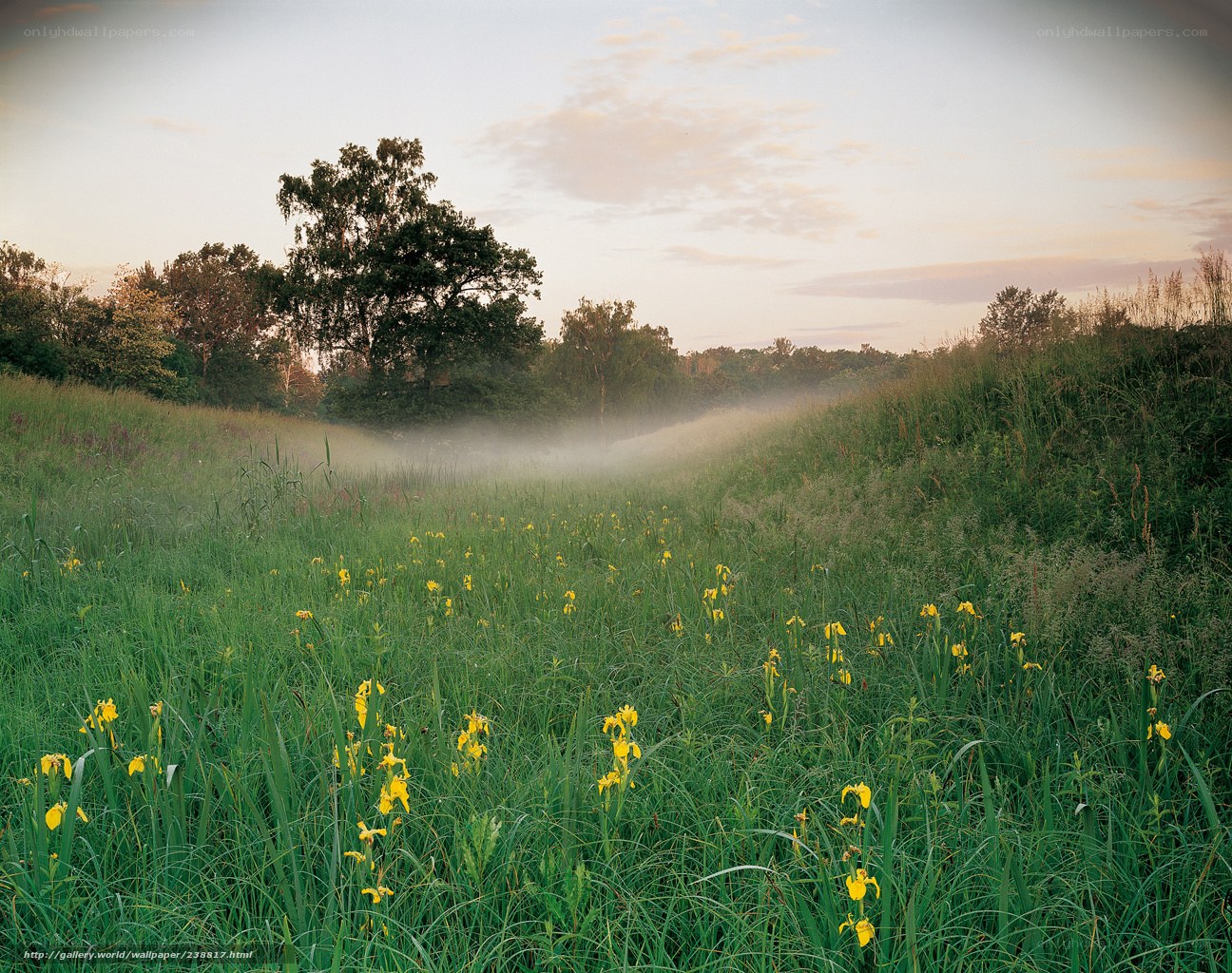 Misty meadow at dawn