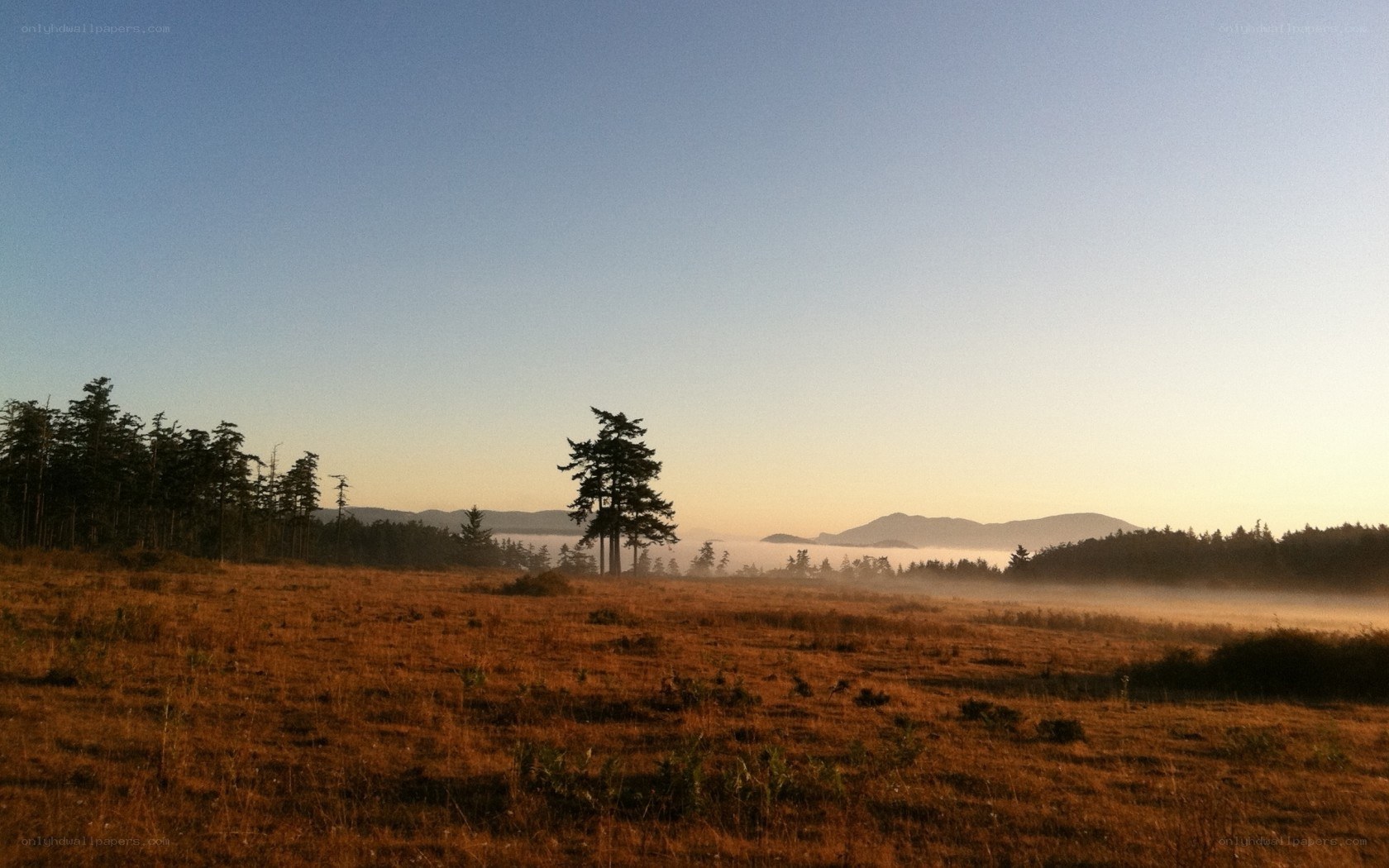 Misty meadow at sunrise