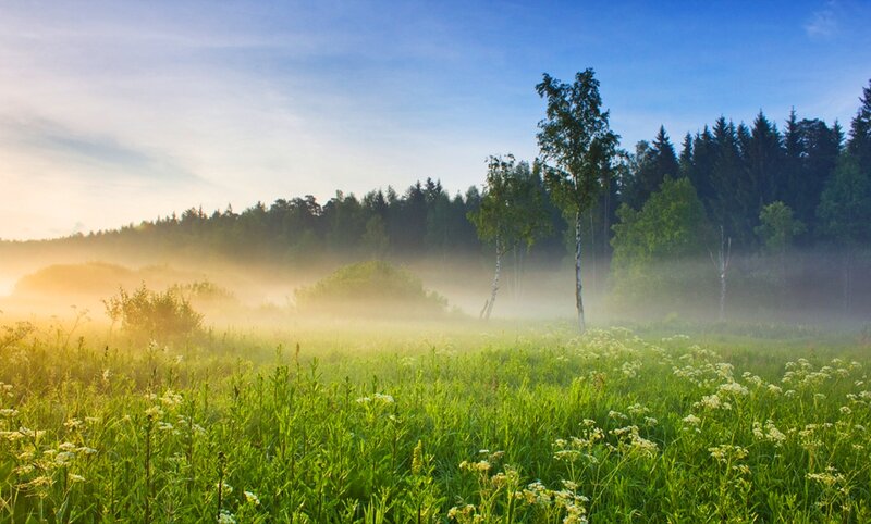 Misty Meadow at Sunrise — Green