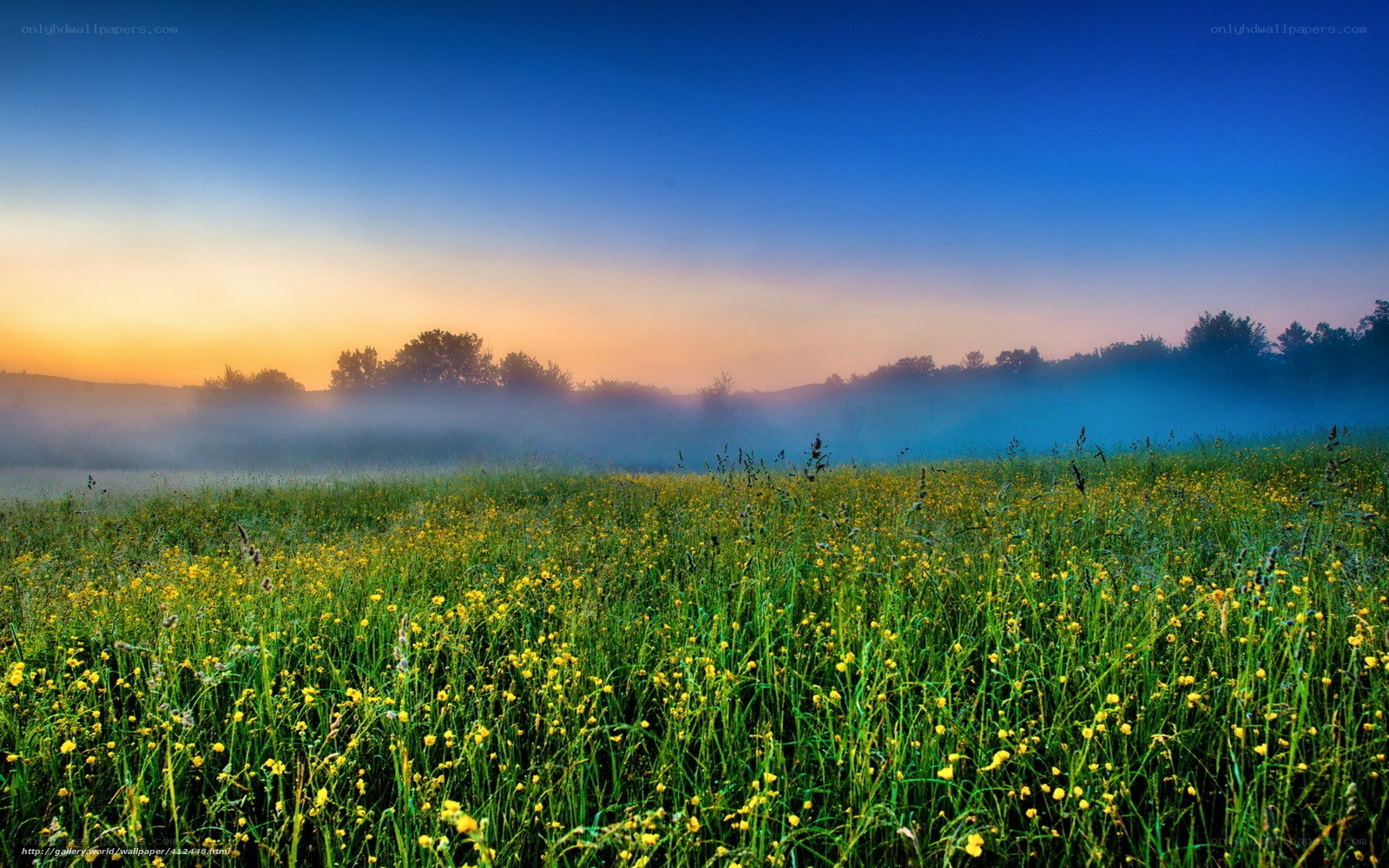 Misty meadow at sunrise