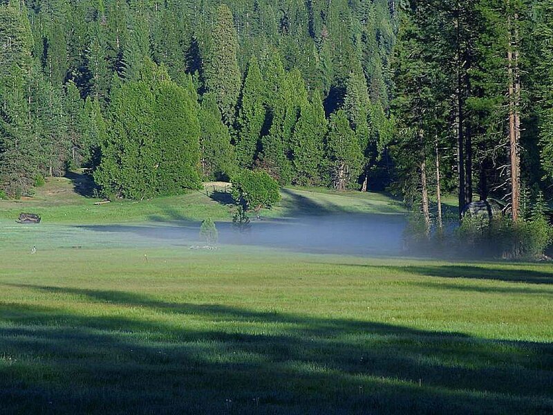 Misty Meadow in Forest